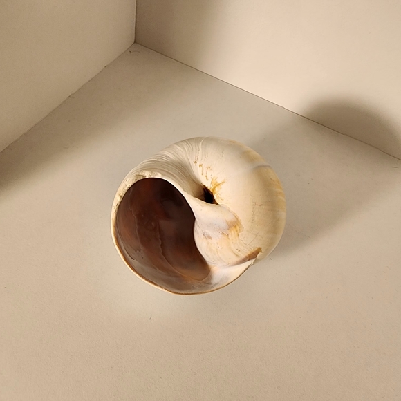 Seashell 🐚 - Picture 5 of 5